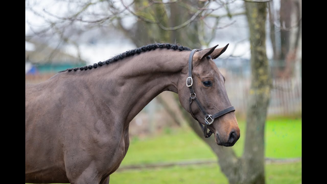 Amazing Quel Homme TH (QUEL HOMME DE HUS x CANTURO) video 1