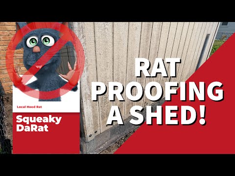 HOW TO RAT PROOF A SHED | How to keep rats OUT!