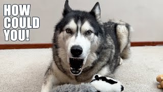 Husky Hates Me For Doing this! I Get Yelled At!