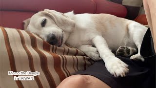 助走できなくてソファに上がれないビーグル犬モモ