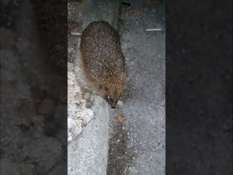 She ain't interested bro - randy andy and stale gail (Hedgehogs)