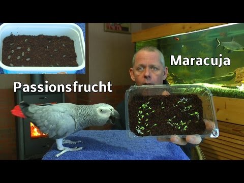 Maracuja / Granadilla / Passionsfrucht durch Samen vermehren