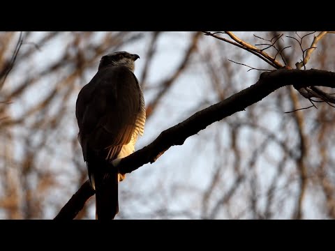 L'ESPRIT DE LA FORÊT : L'Autour des Palombes - Le Film - Bande-Annonce 1