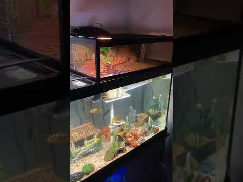 #Turtle basking above tank basking dock 75 gallon uvb heat lamp