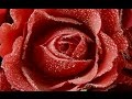 Миллион роз (красивая мелодия, красивые картинки) 