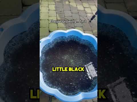 This guy created a gigantic army of frogs 🥚🐸