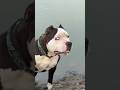क्यो पिटबुल कुत्ता बैन है ️ WHY PITBULLIS BANNED Pitbull