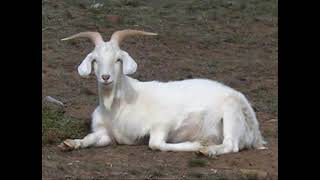 la cabra de la p...xd