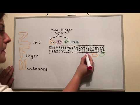 Genome Editing Techniques: ZFNs, TALENs and CRISPR