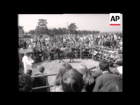 NEW FOREST PONY SALE