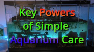 Key Powers of Simple Aquarium Care