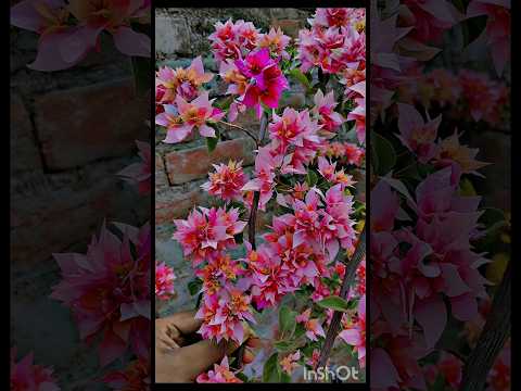 flowers 🌺🌼🌸 #love