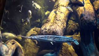 preview picture of video 'Needle Nose Gar at the Georgia Aquarium Freshwater Exhibit'