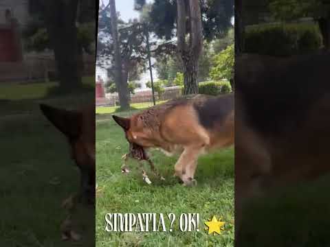 Video di BAGHERA