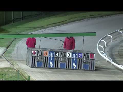 Signet Ace - PREMIER GREYHOUND RACING TRAINERS JUDGEMENT NIGHT 480