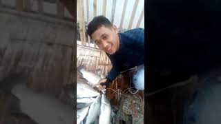 preview picture of video 'Mancing Ikan Kakap (Barramundi) di Brebes Edisi 2#'