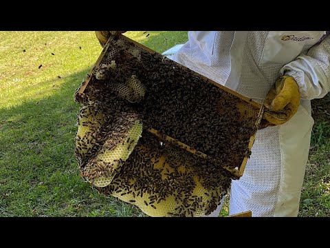 Hive 21: When the swarm stays in the trap too long 😬😬