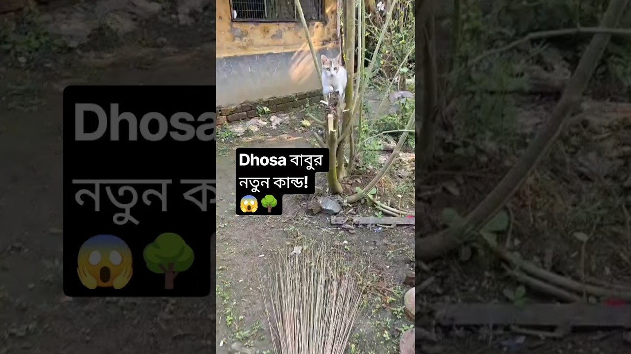 Dhosa বাবুর গাছের ওপর অদ্ভুত কান্ড! 🌳🐱 #shorts #viralshorts