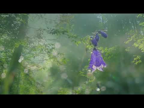 Temple In the Forest 🌳 David Naegele 🌊 Healing Music Video