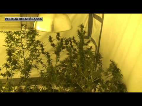 Pow. oleśnicki - dwie plantacje konopi indyjskich