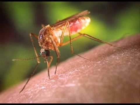 Pican pican los mosquitos (lyrics)