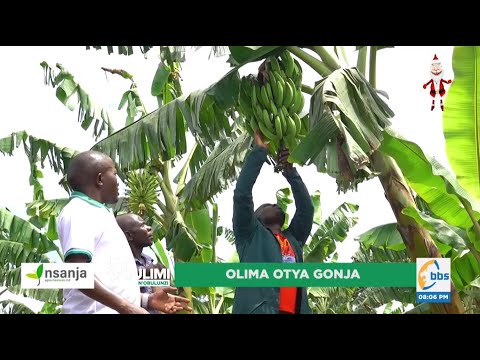 Buubuno obugagga obuli mu kulima Gonja, afuna kiralu #ObulimiNobulunzi