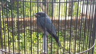 Download lagu PANCINGAN SUARA ANAKAN SRIGUNTING ABU ABU TERBARU 2025 |MENAIKAN EMOSI mp3 Download lagu PANCINGAN SUARA ANAKAN SRIGUNTING ABU ABU TERBARU 2025 |MENAIKAN EMOSI mp3