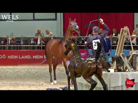 N.23 D BAREQ - Wels 2018 - Yearling Colts (Class 2B)