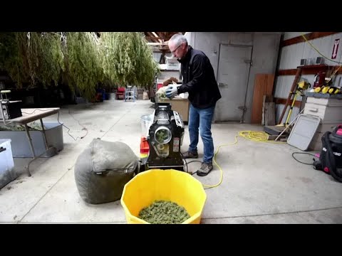 大麻、香菇、臨時工：其他選票問題。 (Pot, shrooms, gig workers: the other ballot issues)