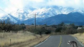 The Desert Rat - Duane Eddy & the Rebels