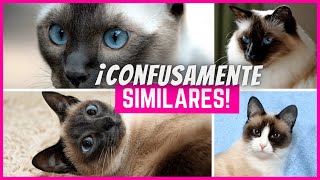 5 Razas de Gatos Confusamente Similares al Gato Siamés