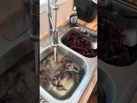 SALT 🧂 DOES NOT ❌🙅🏽‍♀️ MAKE CRAWFISH 🦞 THROW UP 🤮 & POOP 💩