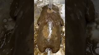 Download lagu Satisfying ASMR Bear Plush Cleaning & Restoration – No Talking Deep Cleaning | Make It Clean #21 mp3 Download lagu Satisfying ASMR Bear Plush Cleaning & Restoration – No Talking Deep Cleaning | Make It Clean #21 mp3