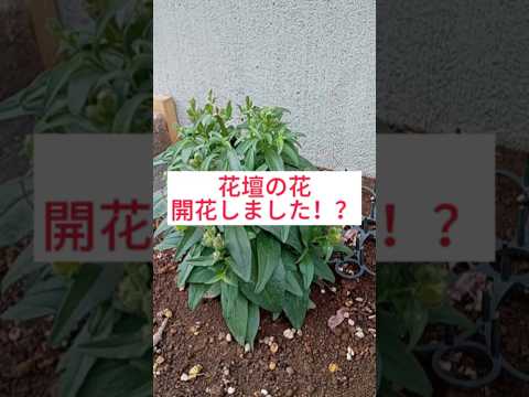 乾燥した石の多い土壌に適した植物: トップ 6 を見つけて庭を強化しましょう!  庭園