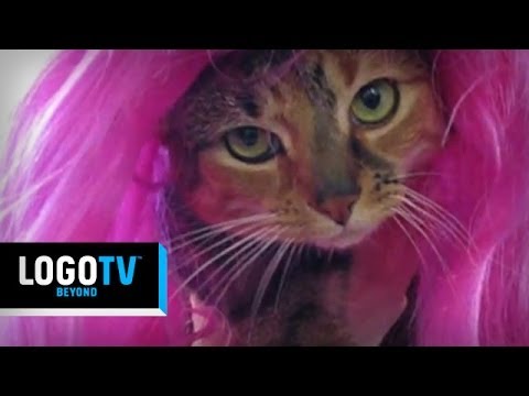 afbeelding RuPaul's Drag Race Season 6 -  The Wait Is Over Kittens! - Logo TV