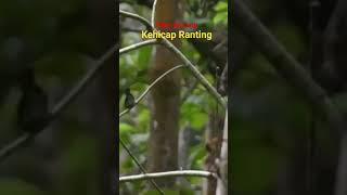 Download lagu Suara Pikat Burung Kehicap Ranting mp3