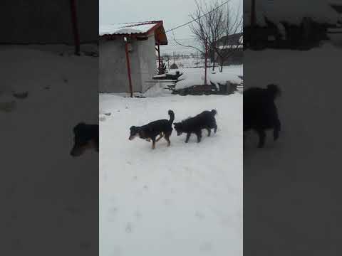 Sacalaz VID 20180302 123144104