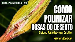 Como Polinizar Rosas do Deserto (Sistema Reprodutivo) | Playlist 2/3 – Valmor Adenium