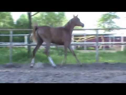 2014 filly by World Champion Aja Justified