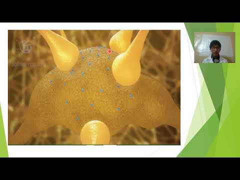 Formación reticular, reflejo del vomito, reflejo cardiaco y respiratorio, vigilia y sueño