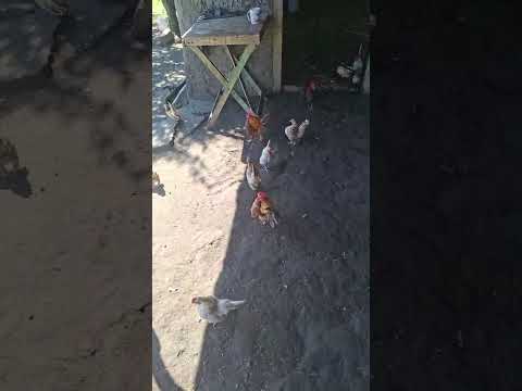 #seramas #chajari #entrerios #argentina