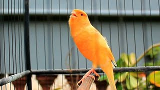Download lagu Suara kenari gacor durasi panjang, Masteran Kenari cengkok mewah ngalun cocok untukpancingan 317 mp3