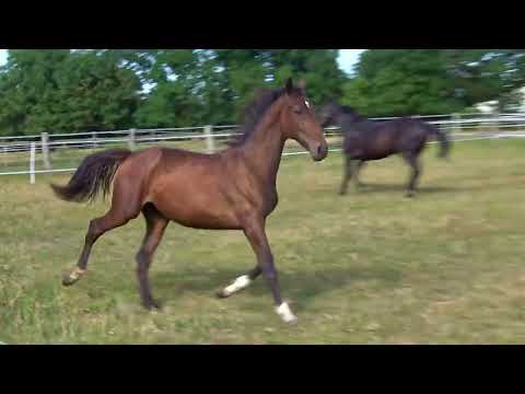 Querido Jährlingshengst von Q-Sieben | Danone II