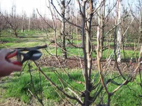 LEZIONE # 31 POTATURA PERE -  TAGLIARE I RAMI