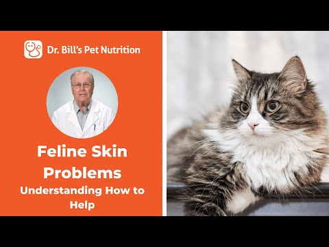 Skin Problems for Cats | Understanding How to Help | Dr. Bill's Pet Nutrition