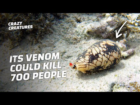 You Won’t Believe What the Most Venomous Animal in the World Is