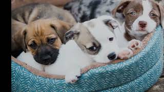 Pet scam warning