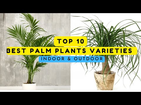 , title : 'Top Best Palm Plants Varieties For Homes | roots and shoots'