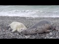 Тюлени на острове Helgoland (Германия) 