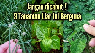 Download lagu Many Benefits!! Here Are 9 Wild Plants That Are Beneficial for Your Health mp3 Download lagu Many Benefits!! Here Are 9 Wild Plants That Are Beneficial for Your Health mp3